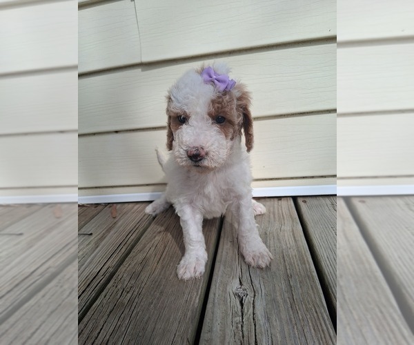 Medium Photo #158 Goldendoodle (Miniature) Puppy For Sale in GASTONIA, NC, USA