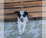 Small Mutt