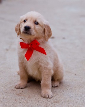 Medium Photo #7 Golden Retriever Puppy For Sale in NEW PITTSBURGH, OH, USA