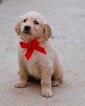 Small Photo #7 Golden Retriever Puppy For Sale in NEW PITTSBURGH, OH, USA