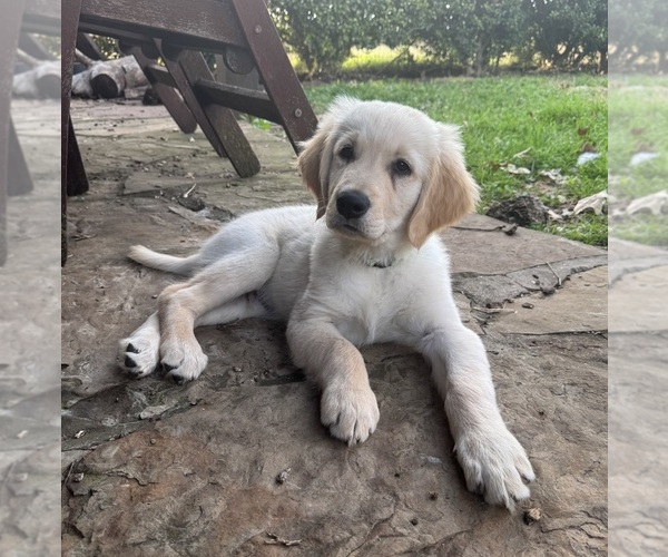 Medium Photo #6 Golden Retriever Puppy For Sale in CROWLEY, TX, USA