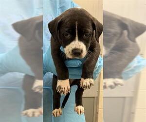 American Staffordshire Terrier-Unknown Mix Dogs for adoption in San Antonio, TX, USA
