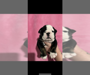 English Bulldog Puppy for sale in MOUNT WASHINGTON, KY, USA