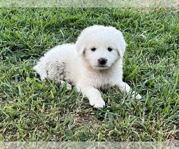 Medium Photo #3 Great Pyrenees Puppy For Sale in SPERRY, OK, USA
