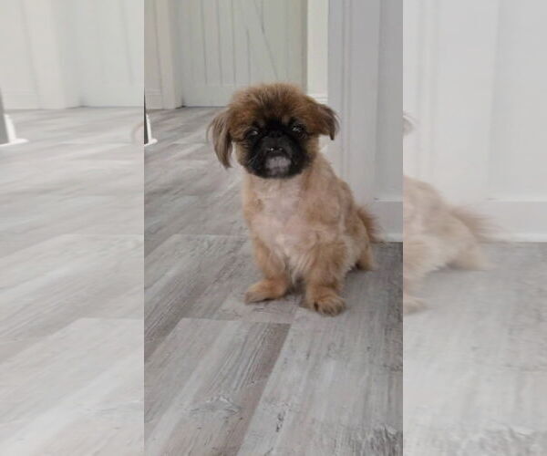 Medium Photo #3 Pekingese Puppy For Sale in Gulfport, MI, USA