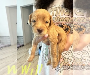 Double Doodle Puppy for sale in ARGYLE, TX, USA