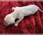 Small Photo #4 Great Dane Puppy For Sale in CLEARFIELD, UT, USA