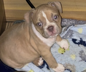 American Bully Puppy for sale in TWIN LAKES, WI, USA