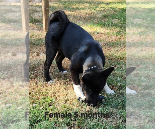 Medium Photo #1 Akita Puppy For Sale in MEM, TN, USA