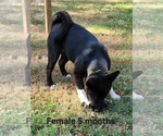 Gambit - Female Akita Puppy for Sale - Small photo