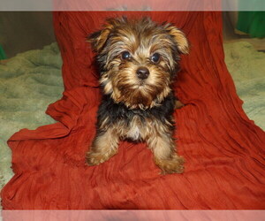 Yorkshire Terrier Puppy for Sale in PATERSON, New Jersey USA