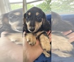 Small #13 Dachshund