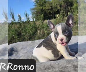 Bulldog Puppy for sale in POMEROY, OH, USA