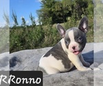 Image preview for Ad Listing. Nickname: Ronno