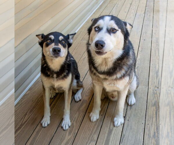 Medium Photo #2 Siberian Husky Puppy For Sale in Hot Springs Village, AR, USA