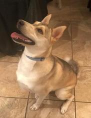 Jindo Dog-Siberian Husky Mix Dogs for adoption in EL PASO, TX, USA