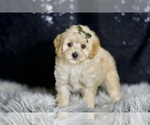 Small Photo #132 Maltipoo Puppy For Sale in WARSAW, IN, USA