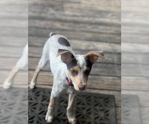 Medium Photo #11 Mutt Puppy For Sale in Dana Point, CA, USA