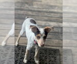 Small #10 Mutt
