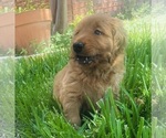Small #9 Golden Retriever