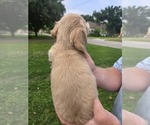 Small #5 Dachshund