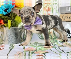 French Bulldog Puppy for sale in RISING SUN, MD, USA