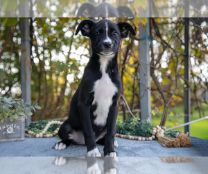 Medium Border Collie-Boxer Mix