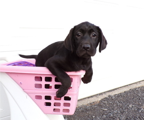 Medium Photo #1 Labrador Retriever Puppy For Sale in PORT BYRON, NY, USA