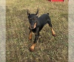 Small #1 Doberman Pinscher
