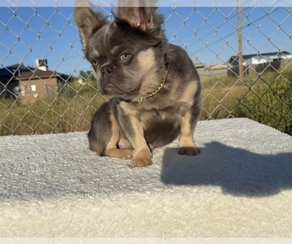 Medium Photo #2 French Bulldog Puppy For Sale in CHICAGO, IL, USA