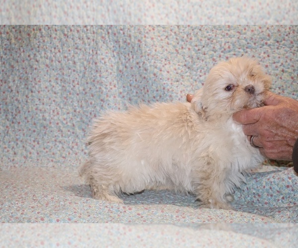 Medium Photo #8 Shih Tzu Puppy For Sale in DYERSBURG, TN, USA
