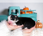 Small #2 Border Collie