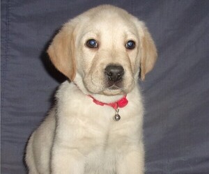 Labrador Retriever Puppy for sale in CALIENTE, CA, USA