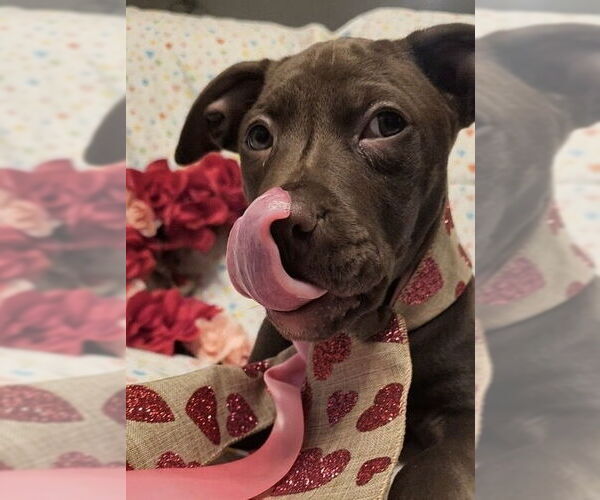 Medium Photo #12 Mutt Puppy For Sale in Mooresville, NC, USA