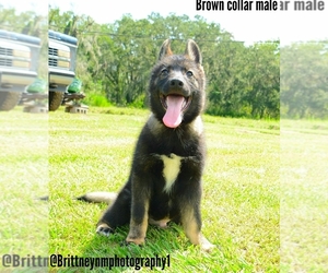 German Shepherd Dog-Siberian Husky Mix Puppy for sale in MULBERRY, FL, USA