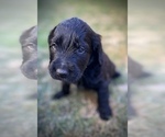 Small Photo #5 Goldendoodle Puppy For Sale in LA MESA, CA, USA