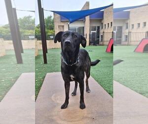Holland Shepherd-Labrador Retriever Mix Dogs for adoption in Rockwall, TX, USA