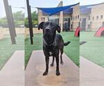 Lotte - Female Holland Shepherd-Labrador Retriever Mix Dog for Adoption - Small photo