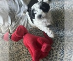 Puppy Charley Jr Schnoodle (Miniature)