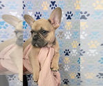 Small #1 French Bulldog