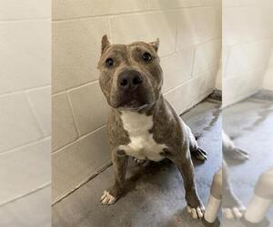 American Pit Bull Terrier-Unknown Mix Dogs for adoption in Rosenberg, TX, USA