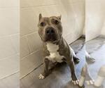 Small American Pit Bull Terrier Mix