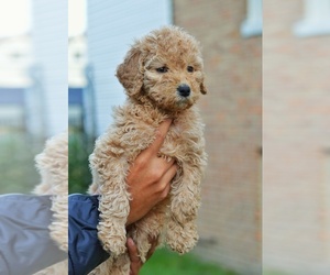 Poodle (Standard) Puppy for sale in CICERO, IL, USA