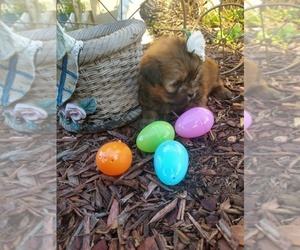 Zuchon Puppy for sale in PLANT CITY, FL, USA
