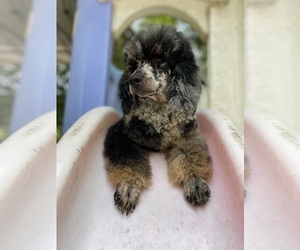 Poodle (Miniature) Puppy for sale in HERNANDO, FL, USA