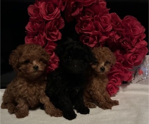 Poodle (Toy) Puppy for sale in MADERA, CA, USA