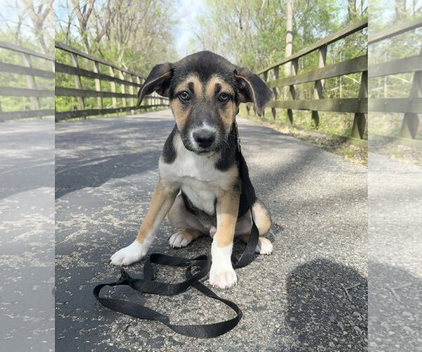 Medium Photo #9 Siberian Husky-Unknown Mix Puppy For Sale in Germantown, OH, USA