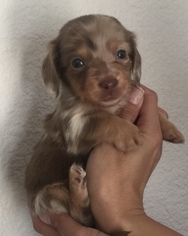 Dachshund Puppy for sale in CO SPGS, CO, USA