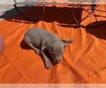 Image preview for Ad Listing. Nickname: Litter of 6