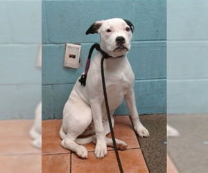 American Pit Bull Terrier Dogs for adoption in Downey, CA, USA